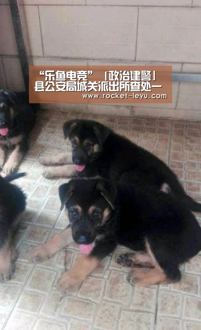 “乐鱼电竞”「政治建警」县公安局城关派出所查处一起盗窃案(图2) 乐鱼电竞官网